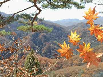 紅辣椒今日行情，最新價(jià)格查詢及走勢(shì)分析