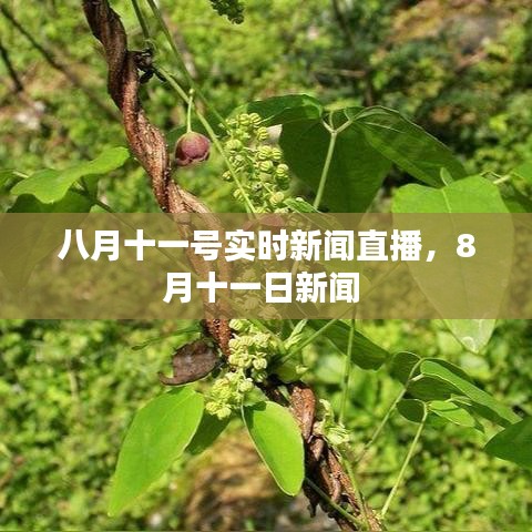 八月十一號實時新聞直播，8月十一日新聞 