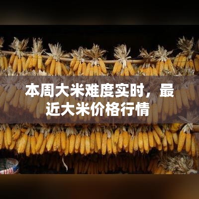 本周大米難度實(shí)時(shí)，最近大米價(jià)格行情 
