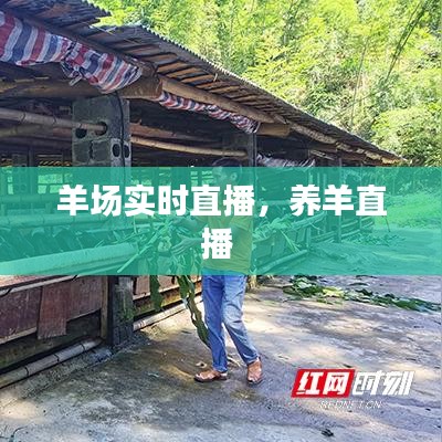 羊場實時直播，養(yǎng)羊直播 