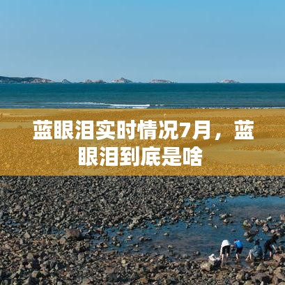 藍眼淚實時情況7月，藍眼淚到底是啥 