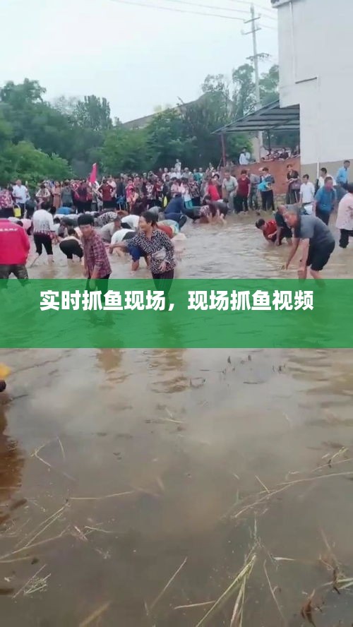 實時抓魚現(xiàn)場，現(xiàn)場抓魚視頻 