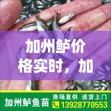加州鱸價(jià)格實(shí)時(shí)，加州鱸魚價(jià)格市場(chǎng)行情 