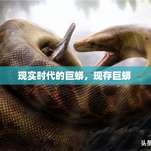 現(xiàn)實(shí)時(shí)代的巨蟒，現(xiàn)存巨蟒 