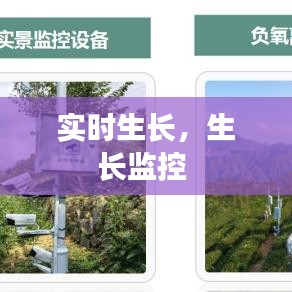 實(shí)時(shí)生長，生長監(jiān)控 