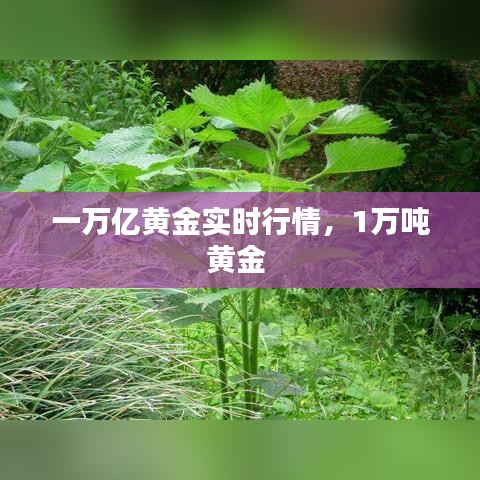 一萬億黃金實時行情，1萬噸黃金 