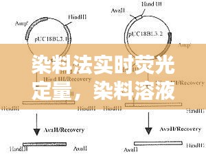 染料法實(shí)時(shí)熒光定量，染料溶液的熒光性質(zhì)有哪些 