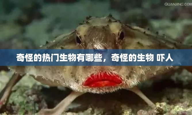 奇怪的熱門生物有哪些，奇怪的生物 嚇人 