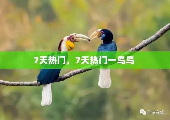 7天熱門，7天熱門一鳥鳥 
