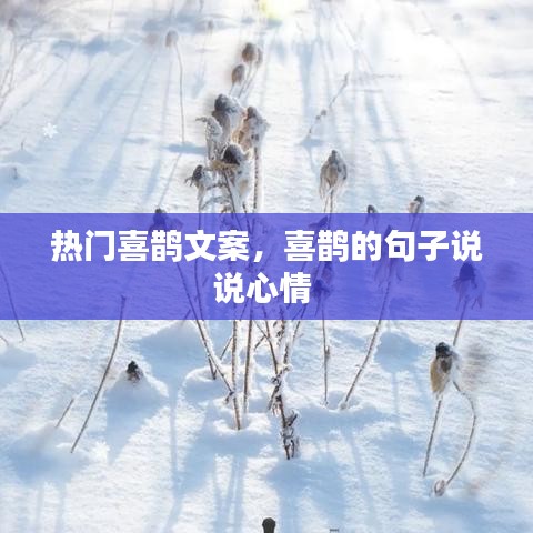 熱門喜鵲文案，喜鵲的句子說說心情 