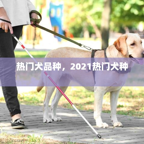熱門犬品種，2021熱門犬種 