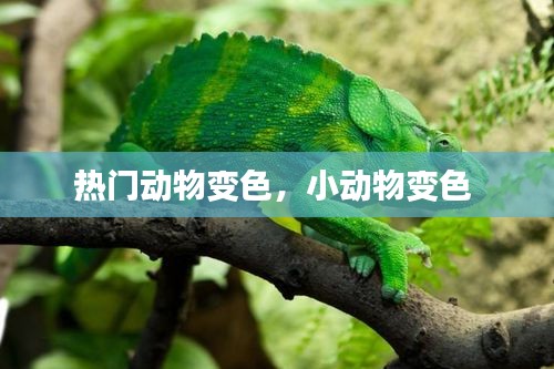 熱門動物變色，小動物變色 