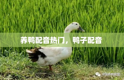 養(yǎng)鴨配音熱門，鴨子配音 