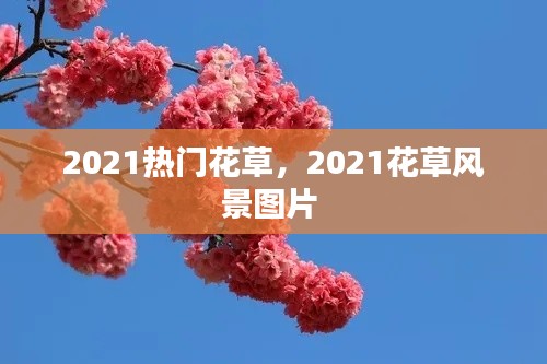 2021熱門(mén)花草，2021花草風(fēng)景圖片 