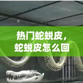 熱門蛇蛻皮，蛇蛻皮怎么回事 