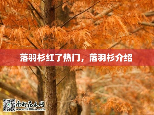 落羽杉紅了熱門，落羽杉介紹 