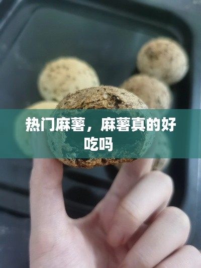 熱門麻薯，麻薯真的好吃嗎 