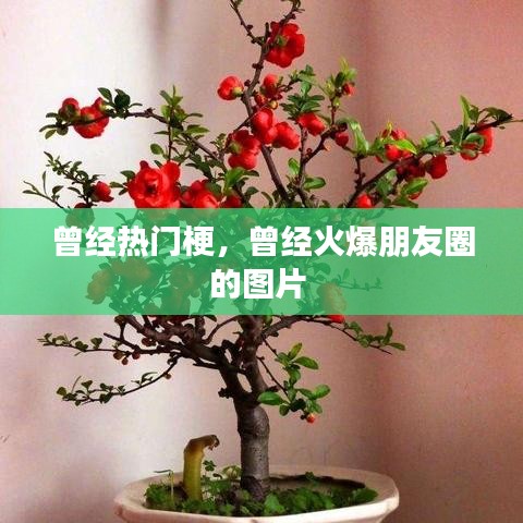 曾經熱門梗，曾經火爆朋友圈的圖片 
