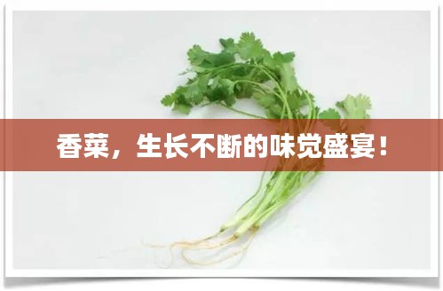 香菜，生長不斷的味覺盛宴！