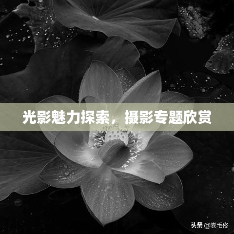 光影魅力探索，攝影專題欣賞