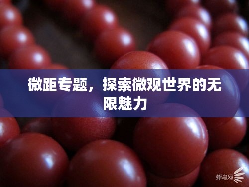 微距專題，探索微觀世界的無限魅力