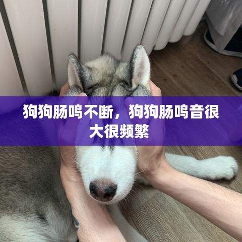 狗狗腸鳴不斷，狗狗腸鳴音很大很頻繁 