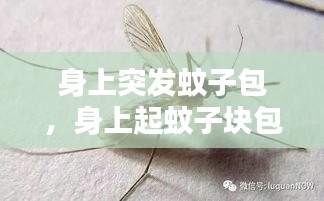 身上突發(fā)蚊子包，身上起蚊子塊包過一陣消失 