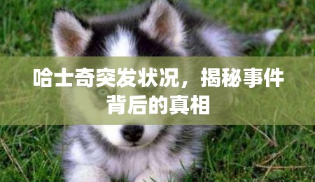 哈士奇突發(fā)狀況，揭秘事件背后的真相