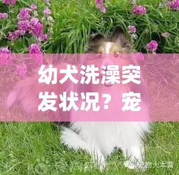 幼犬洗澡突發(fā)狀況？寵物健康洗澡指南來(lái)支招！
