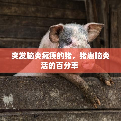 突發(fā)腦炎癱瘓的豬，豬患腦炎活的百分率 