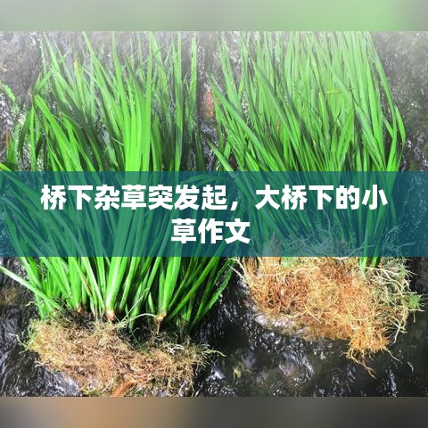 橋下雜草突發(fā)起，大橋下的小草作文 