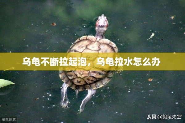 烏龜不斷拉起泡，烏龜拉水怎么辦 