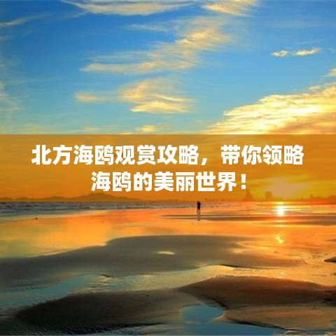 北方海鷗觀賞攻略，帶你領(lǐng)略海鷗的美麗世界！