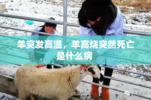 羊突發(fā)高溫，羊高燒突然死亡是什么病 