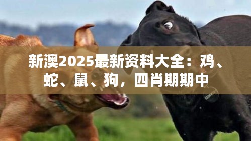 新澳2025最新資料大全：雞、蛇、鼠、狗，四肖期期中