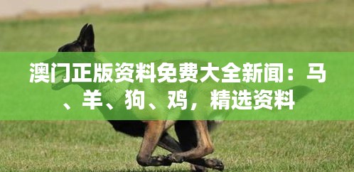 澳門正版資料免費(fèi)大全新聞：馬、羊、狗、雞，精選資料