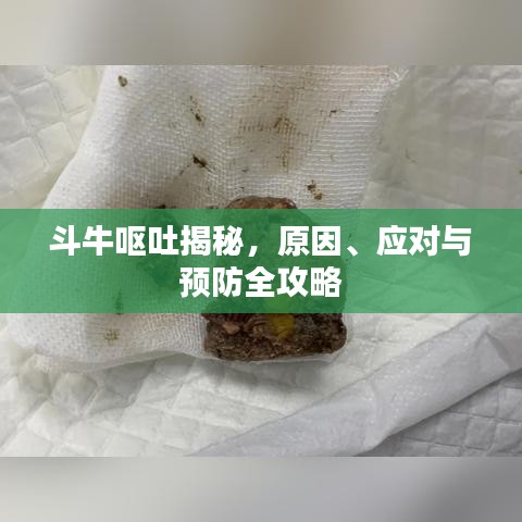 斗牛嘔吐揭秘，原因、應(yīng)對與預(yù)防全攻略