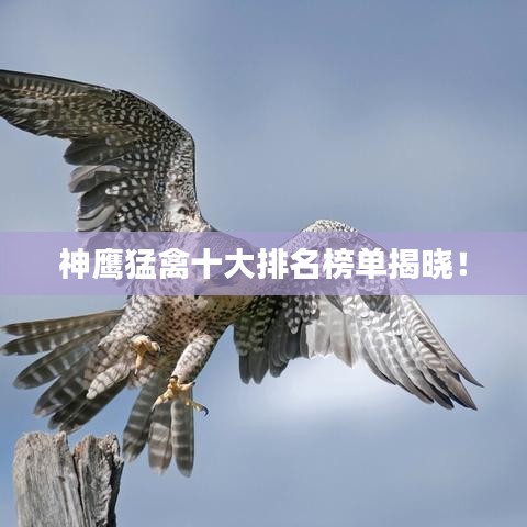 神鷹猛禽十大排名榜單揭曉！