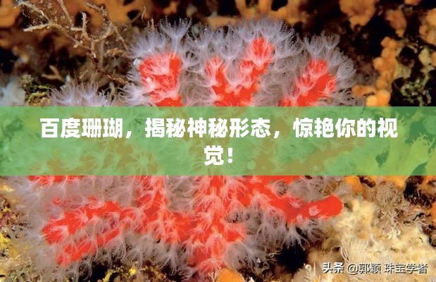 百度珊瑚，揭秘神秘形態(tài)，驚艷你的視覺！