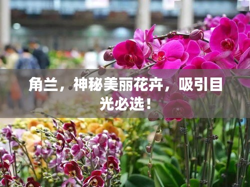 角蘭，神秘美麗花卉，吸引目光必選！
