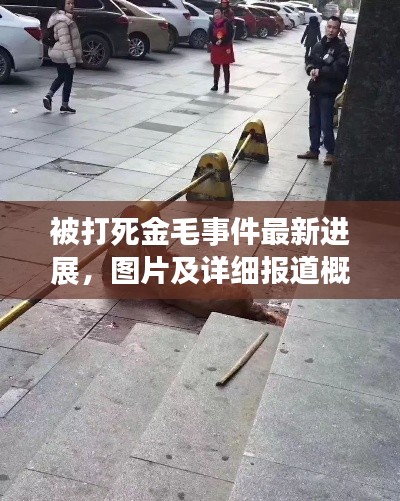 被打死金毛事件最新進展，圖片及詳細報道概述