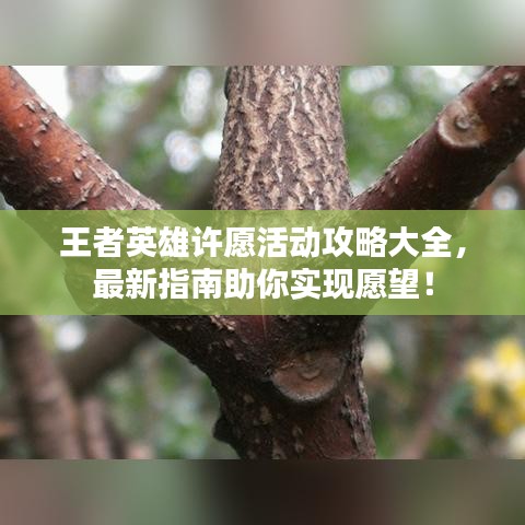 王者英雄許愿活動(dòng)攻略大全，最新指南助你實(shí)現(xiàn)愿望！