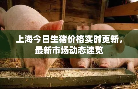 上海今日生豬價(jià)格實(shí)時(shí)更新，最新市場(chǎng)動(dòng)態(tài)速覽