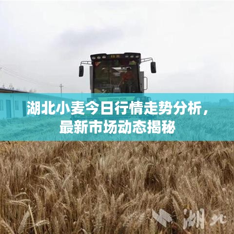 湖北小麥今日行情走勢(shì)分析，最新市場(chǎng)動(dòng)態(tài)揭秘