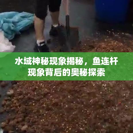 水域神秘現(xiàn)象揭秘，魚連桿現(xiàn)象背后的奧秘探索