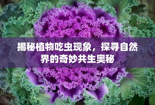 揭秘植物吃蟲現(xiàn)象，探尋自然界的奇妙共生奧秘