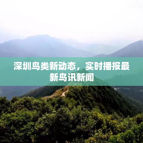 深圳鳥類新動(dòng)態(tài)，實(shí)時(shí)播報(bào)最新鳥訊新聞