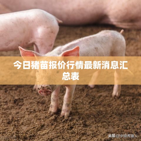 今日豬苗報價行情最新消息匯總表
