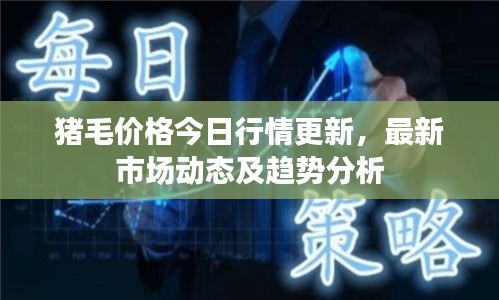 豬毛價格今日行情更新，最新市場動態(tài)及趨勢分析