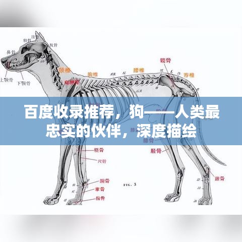 百度收錄推薦，狗——人類最忠實(shí)的伙伴，深度描繪